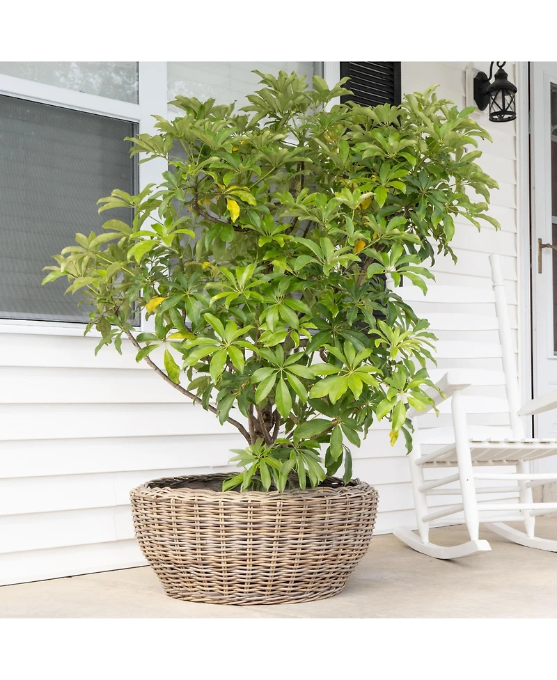 Round Belly Planter with Black Plastic Insert