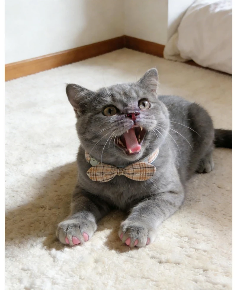 Aronkl Bowtie Cat Collar With Bell Breakaway Kitten Collars Removable Bow Cotton Stylish
