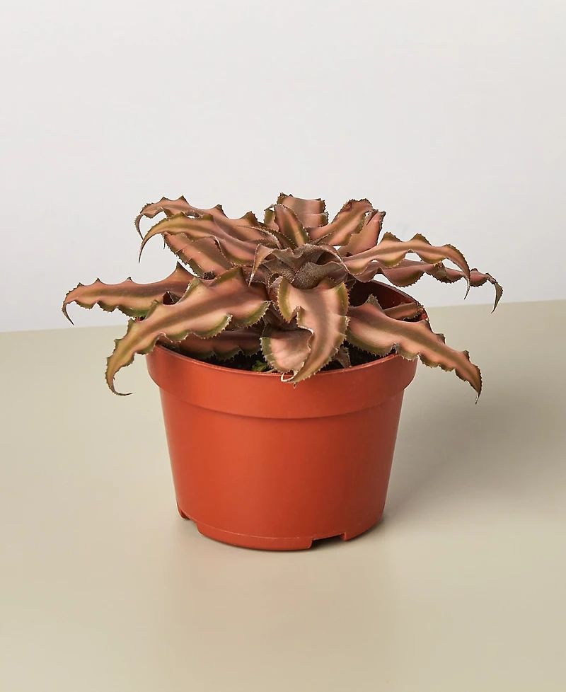 Cryptanthus 'Pink Star' Live Plant, 4" Pot