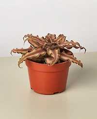 Cryptanthus 'Pink Star' Live Plant, 4" Pot