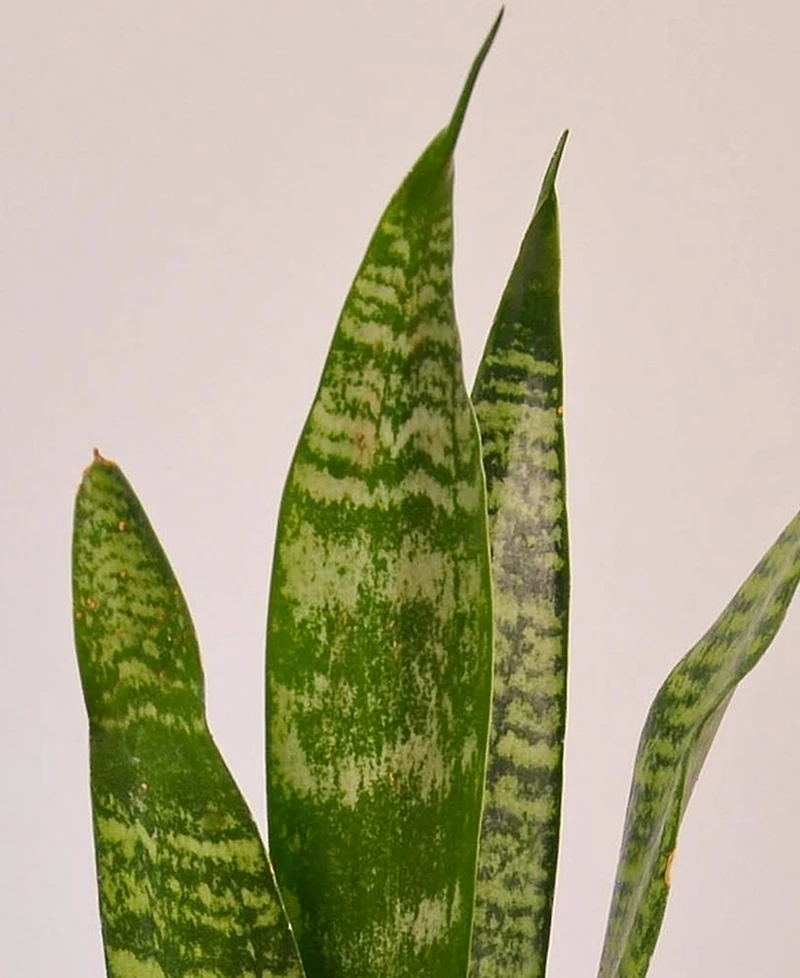 Snake Zeylanica Live Plant, 4" Pot