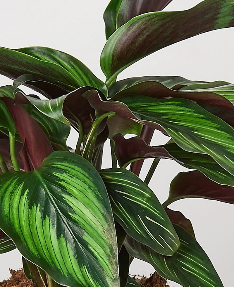 Calathea 'Beauty Star' Live Plant, 6" Pot