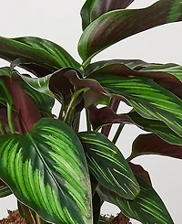 Calathea 'Beauty Star' Live Plant, 6" Pot