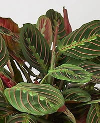 Maranta Red Prayer 'Herringbone' Live Plant, 6" Pot