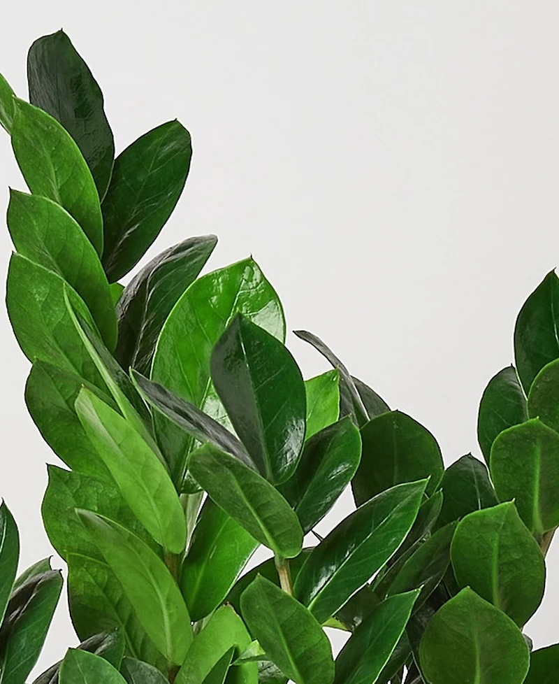 Zamioculcas Zamiifolia 'Zz' Live Plant, 6" Pot