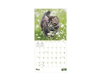 Tf Publishing Paper Goods 2027 Kittens Wall Calendar