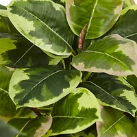 Nearly Natural Artificial Rubber Plant in Glossy Cylinder - Real Touch