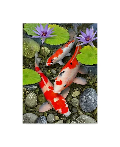 Howard Robinson 'Koi Under Lily Pads' Canvas Art - 24" x 32"