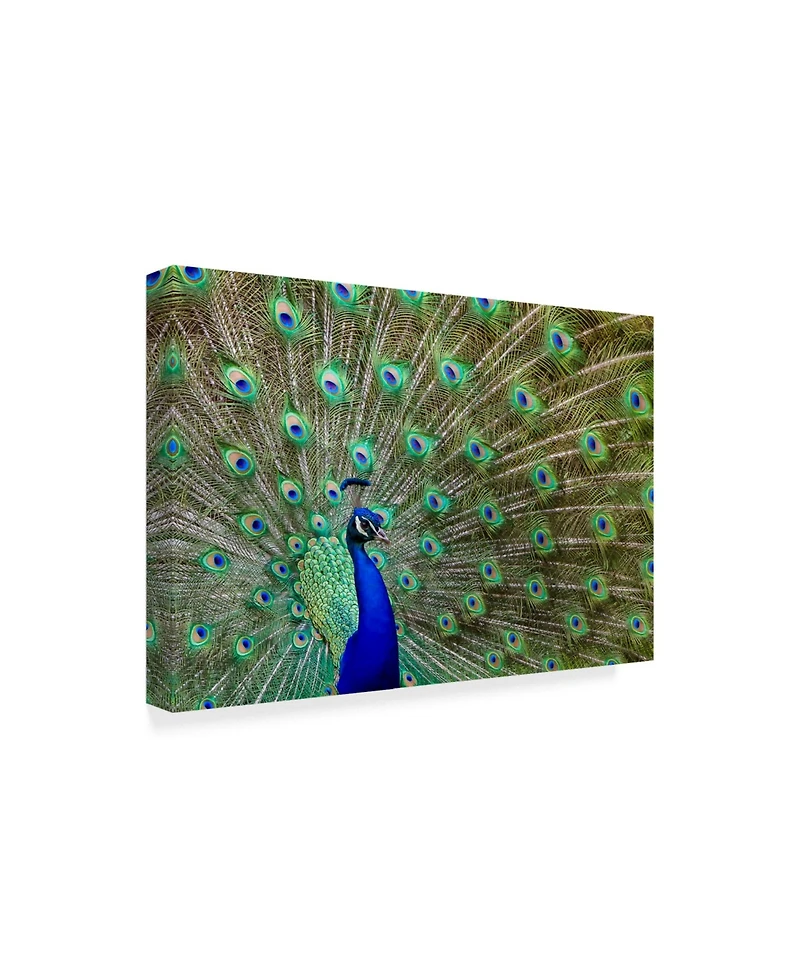 Galloimages Online 'Peacock Proud' Canvas Art - 24" x 16"