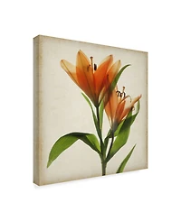 Judy Stalus Parchment Flowers X Canvas Art - 20" x 25"