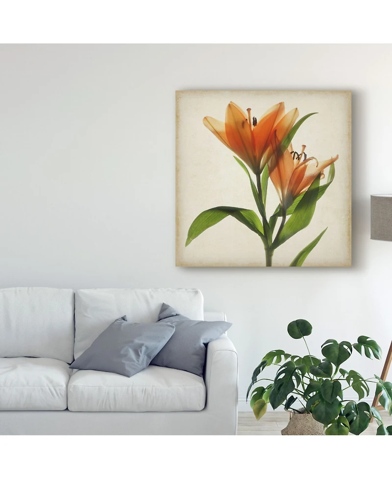 Judy Stalus Parchment Flowers X Canvas Art - 20" x 25"