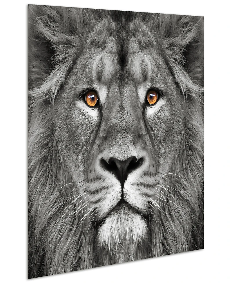 Empire Art Direct King of the Jungle Lion Eye of the Tiger Frameless Free Floating Tempered Glass Panel Graphic Wall Art, 38" x 38" x 0.2"