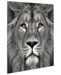 Empire Art Direct King of the Jungle Lion Eye of the Tiger Frameless Free Floating Tempered Glass Panel Graphic Wall Art, 38" x 38" x 0.2"