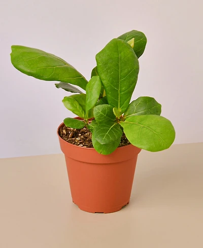 Fiddle Leaf Fig Ficus Lyrata Live Plant, 4" Pot