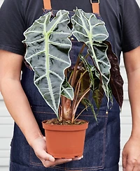 Alocasia Polly 'African Mask' Live Plant, 6" Pot