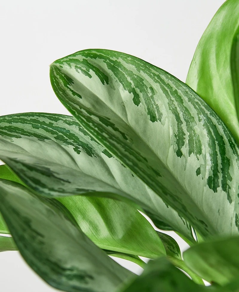 Chinese Evergreen 'Silver Bay' Live Plant, 6" Pot