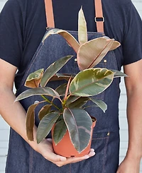Ficus Ruby Pink 'Elastica' Live Plant, 6" Pot