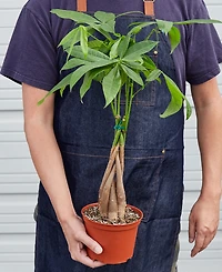 Money Tree 'Guiana Chestnut' Pachira Braid Live Plant, 6" Pot