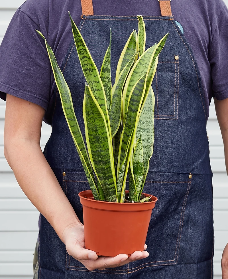 Snake Laurentii Live Plant, 6" Pot