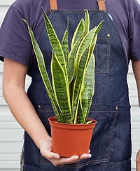 Snake Laurentii Live Plant, 6" Pot