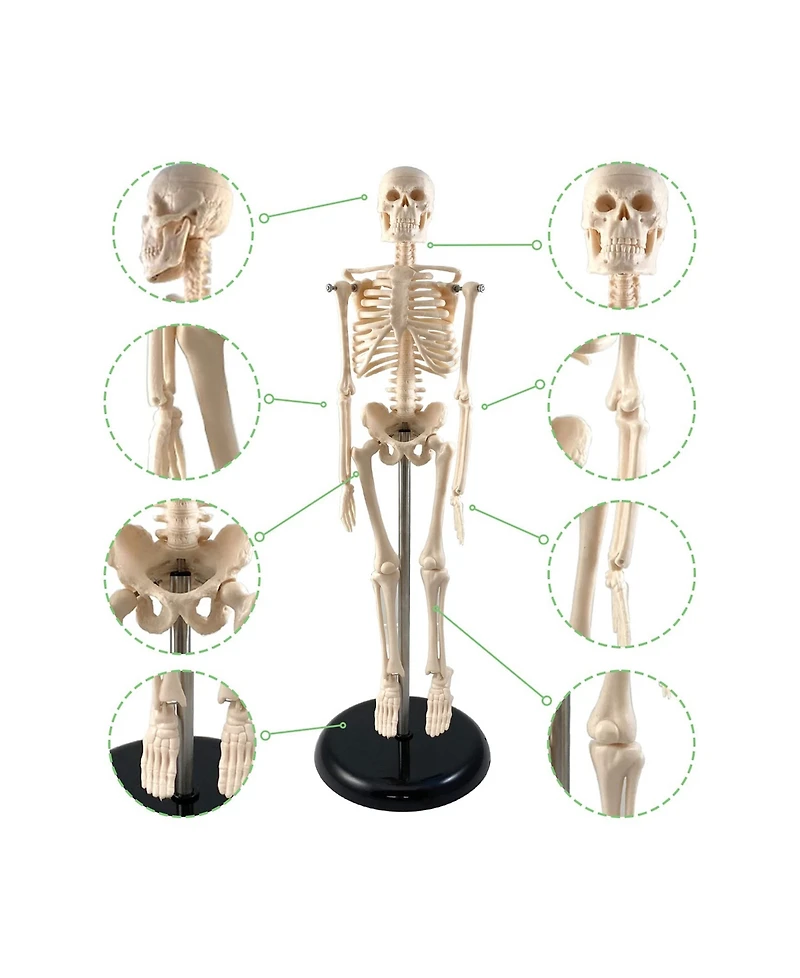 Supertek Human Skeleton Model with Key, 10.5"