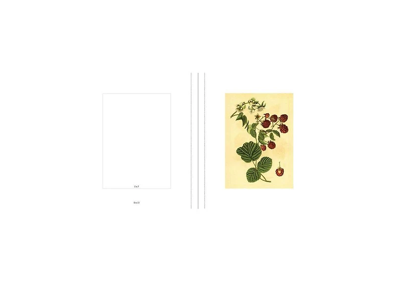 Instant Wall Art Vibrant Botanical Prints- 45 Ready-to-Frame Illustrations for Your Home Decor by Adams Media Corporation