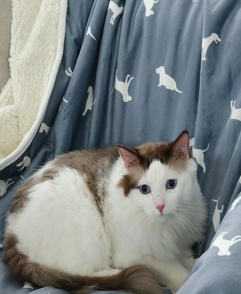 Happycare Textiles Advanced Water Resistant Pets Print Comfort Throw, 50" x 60"