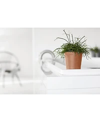 Ecopots Amsterdam Modern Round Indoor and Outdoor Planter
