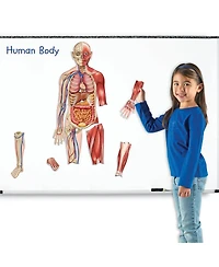 Learning Resources Double-Sided Magnetic Human Body