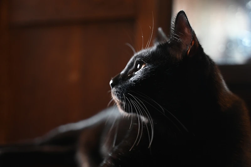 Nikon Nikkor Z 28-75mm f/2.8 Lens