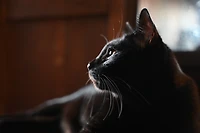 Nikon Nikkor Z 28-75mm f/2.8 Lens