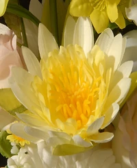National Tree Company 17 Potted Daisy Rose Flowers