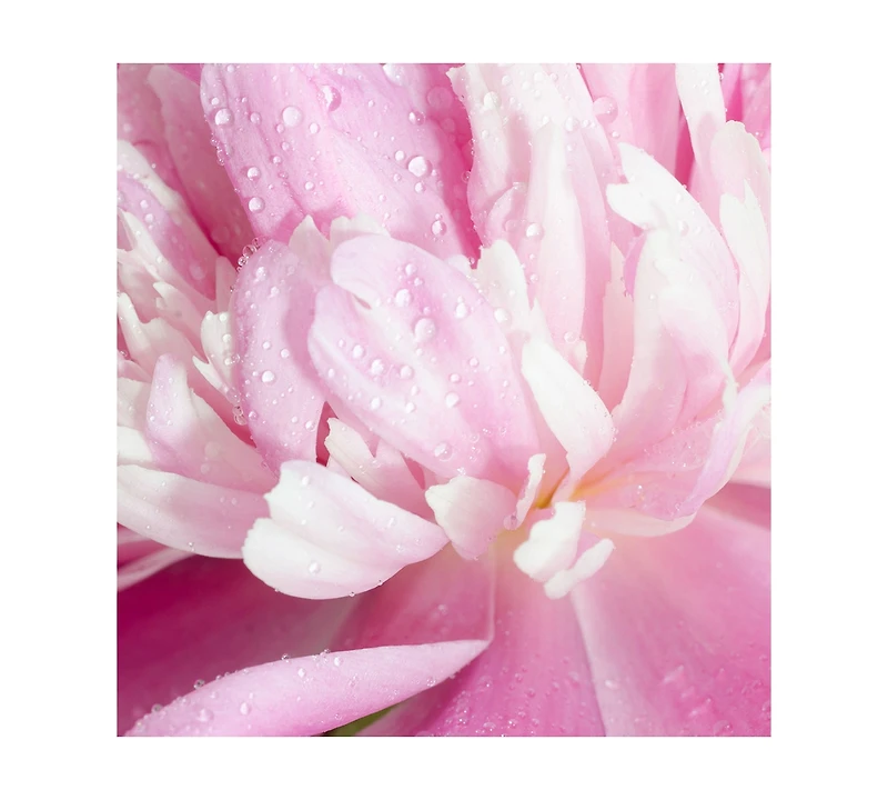 Michel Germain Sexual Fresh Eau de Parfum