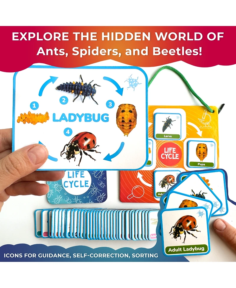 Quokka Life Cycle Kit Toy Montessori - Flash Cards Science Activities