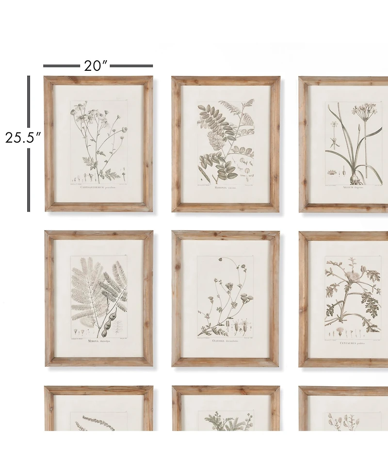 Botanical Illustrations Set of 9