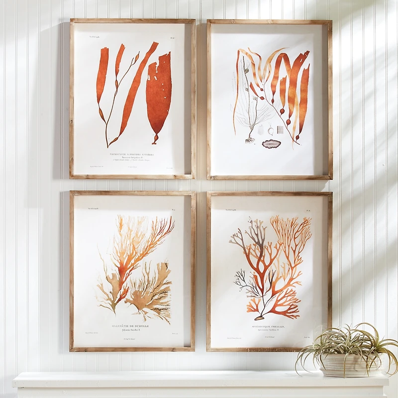 Coral Reef Study Set of 4