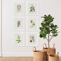 Flower Study Prints Set of 6