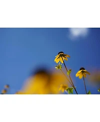 Sony Fe 50mm f/2.8 Macro Lens
