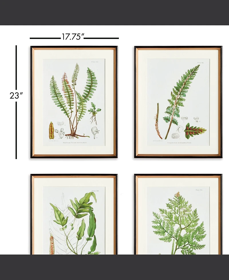 17.75" x 23" Decorative Structural Fern Botanical Study Framed Prints Set of 4