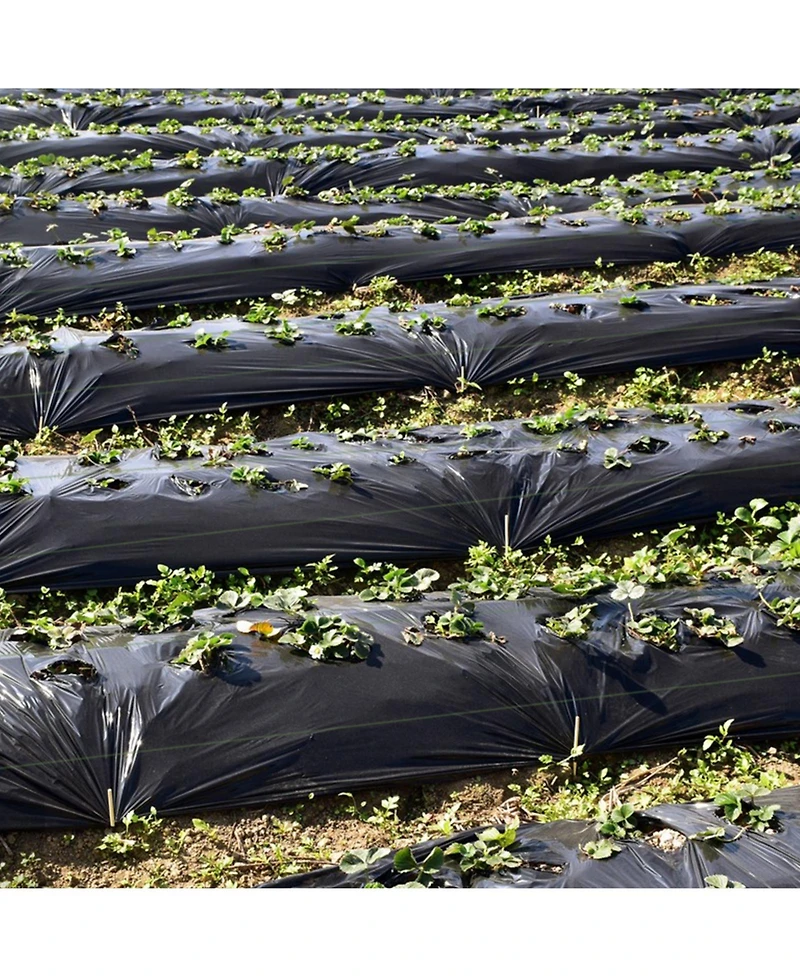 Indoor Outdoor Raised Garden Bed with Trellis and Self-Drainage and Wheels-Black