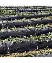 Indoor Outdoor Raised Garden Bed with Trellis and Self-Drainage and Wheels-Black