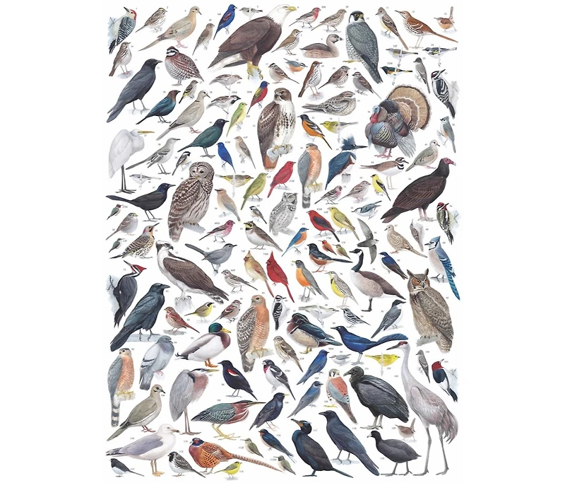 New York Puzzle Company Birds of Eastern/Central North America 1000 Piece Puzzle