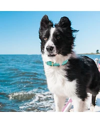 Up Country Shark Dog