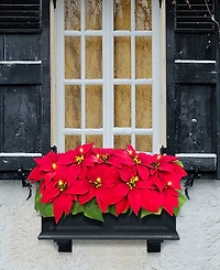 Puleo 24" Pre-Lit Artificial Poinsettia Window Box Decor