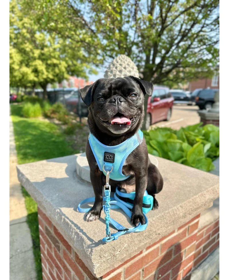 Dogistry 3-in-1 City Dog Leash