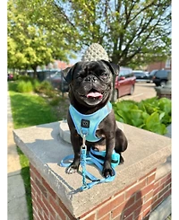 Dogistry 3-in-1 City Dog Leash