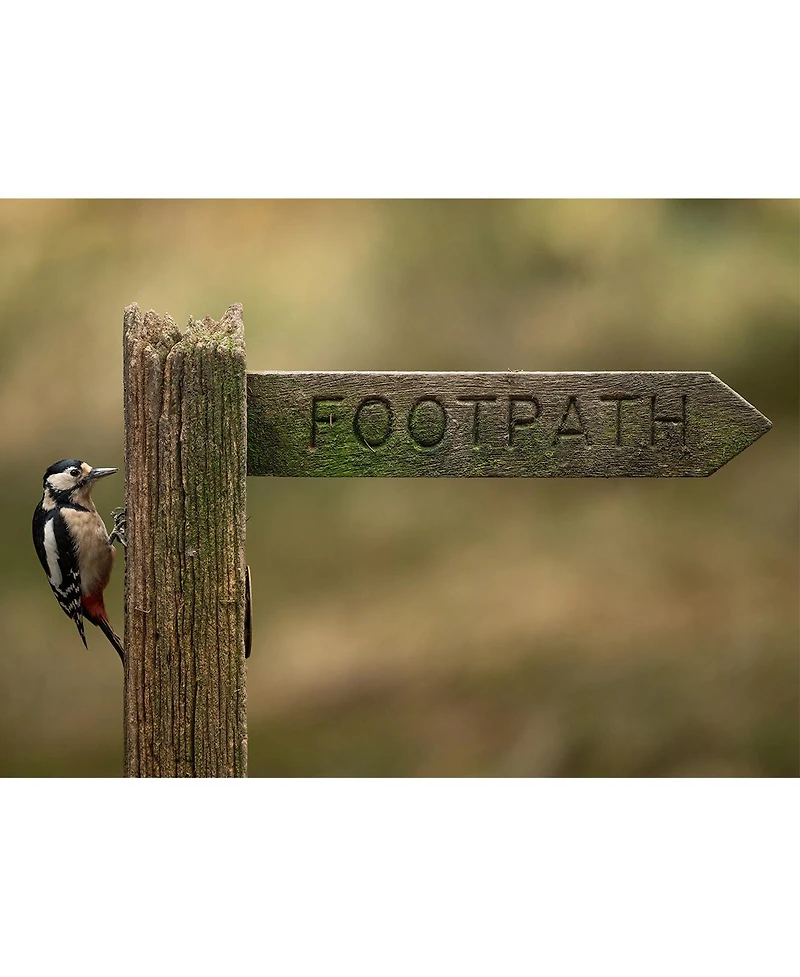 Sigma 300-600mm f/4 Dg Os Sports Lens for Sony E, White