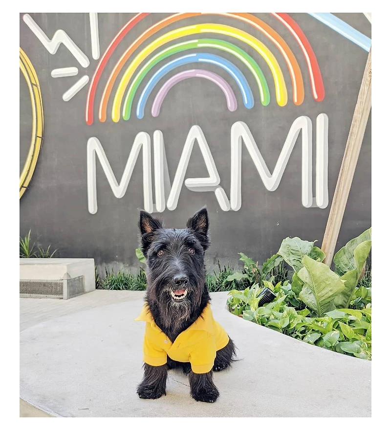 Parisian Pet Polo Yellow