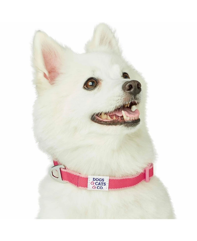Dogs & Cats Co. Two-Tone Contrast Trimmed Dog Collar with Safety Aluminum D-Ring