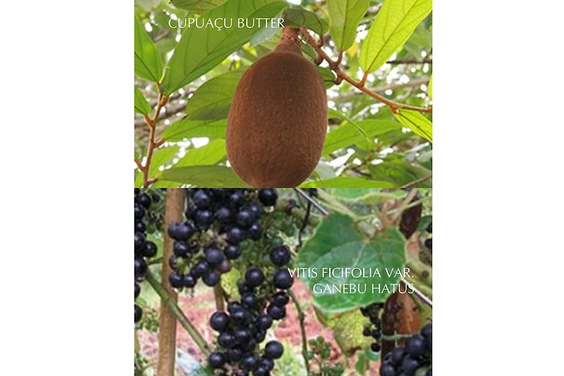 Albion Eclafutur Treatments & Serum